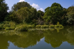 Sakarya8217nin-Kiyilari-Su-Sumbulu-Istilasi-Altinda-Ekosistem-Tehdit-Altinda-featured