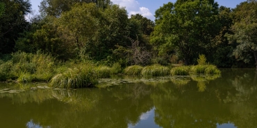 Sakarya8217nin-Kiyilari-Su-Sumbulu-Istilasi-Altinda-Ekosistem-Tehdit-Altinda-featured