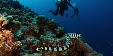 Denise-Capezza-Alesta-Dizisinin-Kadrosuna-Katildi-featured